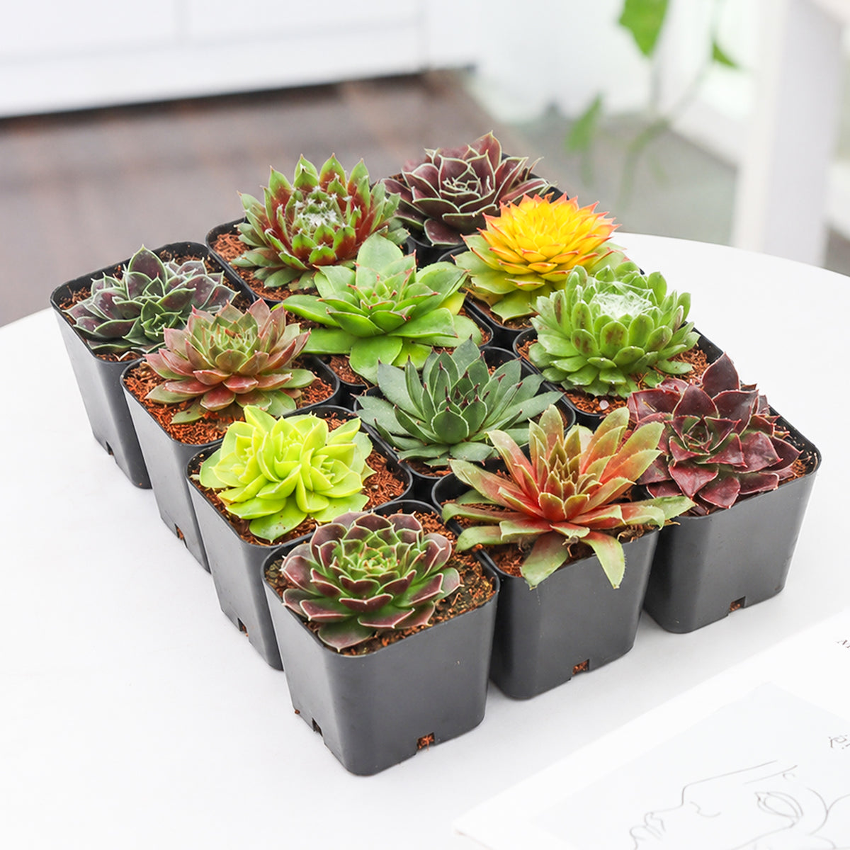 Buy Sempervivum Succulent Pack online. A beautiful mix of live Sempervivum succulents with compact rosettes, perfect for gardens, containers, gifts, and succulent collections.