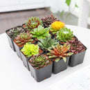 Sempervivum Variety Pack, Live Hen and Chicks Succulents (6, 12, or 20 Pack) - 2" Potted Perennials
