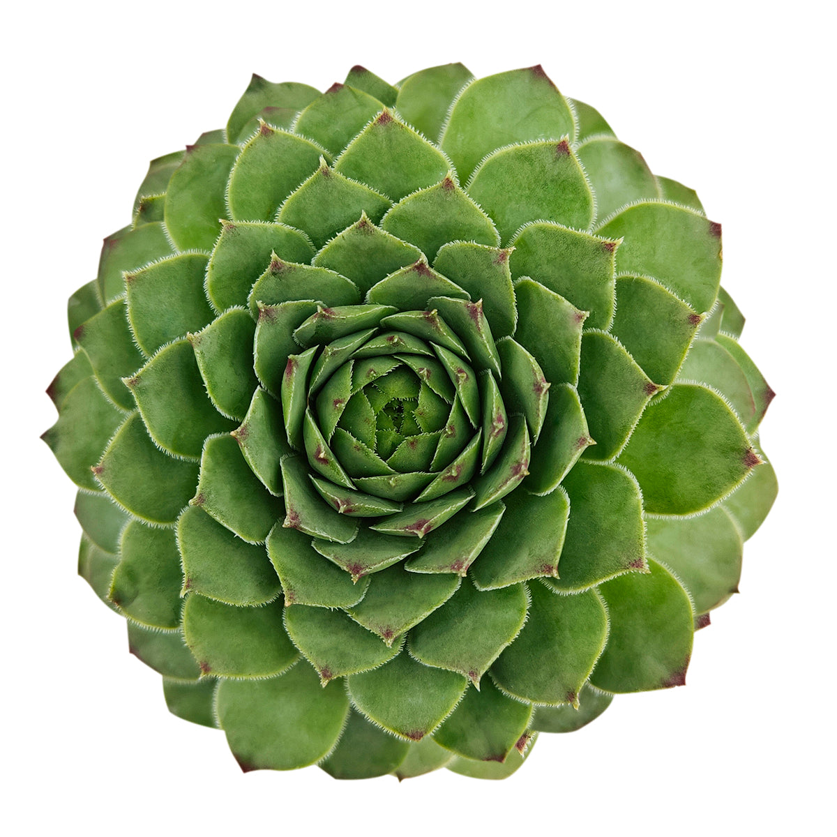 2 inch Sempervivum tectorum f/ Andorra, green succulents, indoor succulents, succulent care guide, buy succulents online