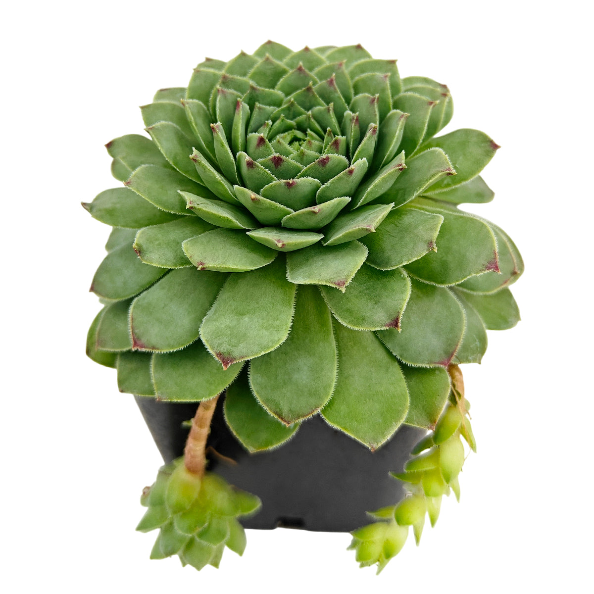 2 inch Sempervivum tectorum f/ Andorra, green succulents, indoor succulents, succulent care guide, buy succulents online
