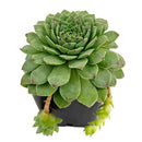 2 inch Sempervivum tectorum f/ Andorra, green succulents, indoor succulents, succulent care guide, buy succulents online