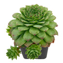 2 inch Sempervivum tectorum f/ Andorra, green succulents, indoor succulents, succulent care guide, buy succulents online