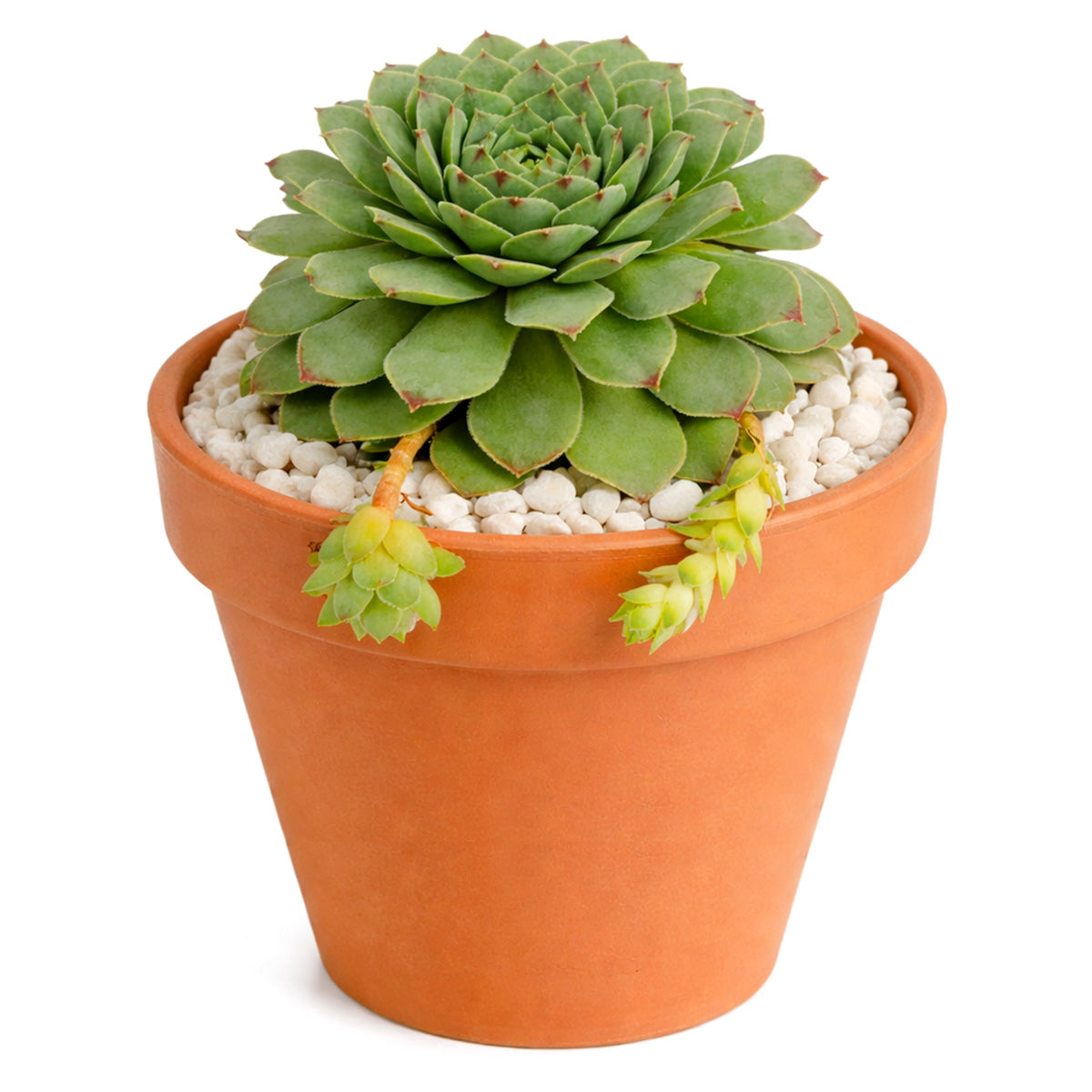 2 inch Sempervivum tectorum f/ Andorra, green succulents, indoor succulents, succulent care guide, buy succulents online