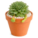 2 inch Sempervivum tectorum f/ Andorra, green succulents, indoor succulents, succulent care guide, buy succulents online