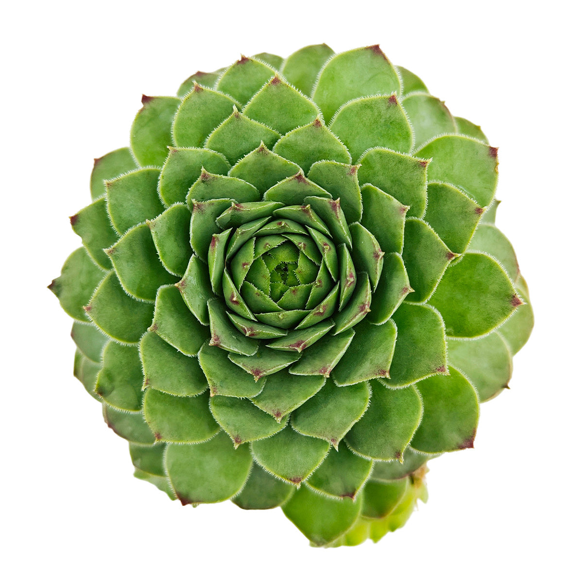 2 inch Sempervivum tectorum f/ Andorra, green succulents, indoor succulents, succulent care guide, buy succulents online