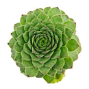 2 inch Sempervivum tectorum f/ Andorra, green succulents, indoor succulents, succulent care guide, buy succulents online