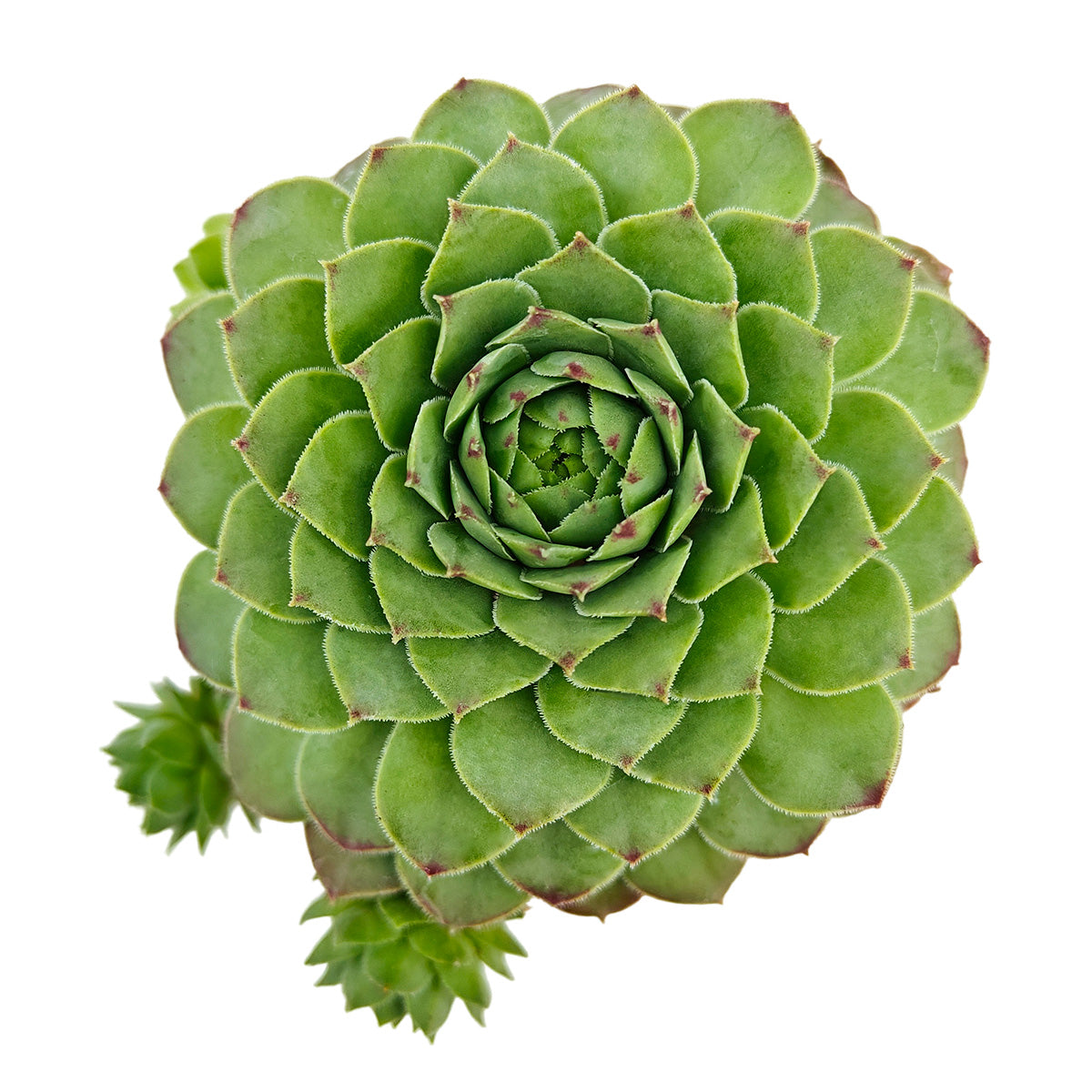 2 inch Sempervivum tectorum f/ Andorra, green succulents, indoor succulents, succulent care guide, buy succulents online