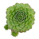 2 inch Sempervivum tectorum f/ Andorra, green succulents, indoor succulents, succulent care guide, buy succulents online