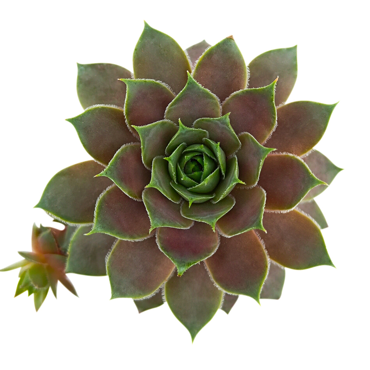 Buy succulents online, Succulent plants for sale, Succulent gifts, Growing succulents indoors, Small indoor plants