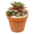 Buy succulents online, Succulent plants for sale, Succulent gifts, Growing succulents indoors, Small indoor plants