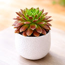 2 inch Sempervivum Averil, green succulents, indoor succulents, succulent care guide, buy succulents online