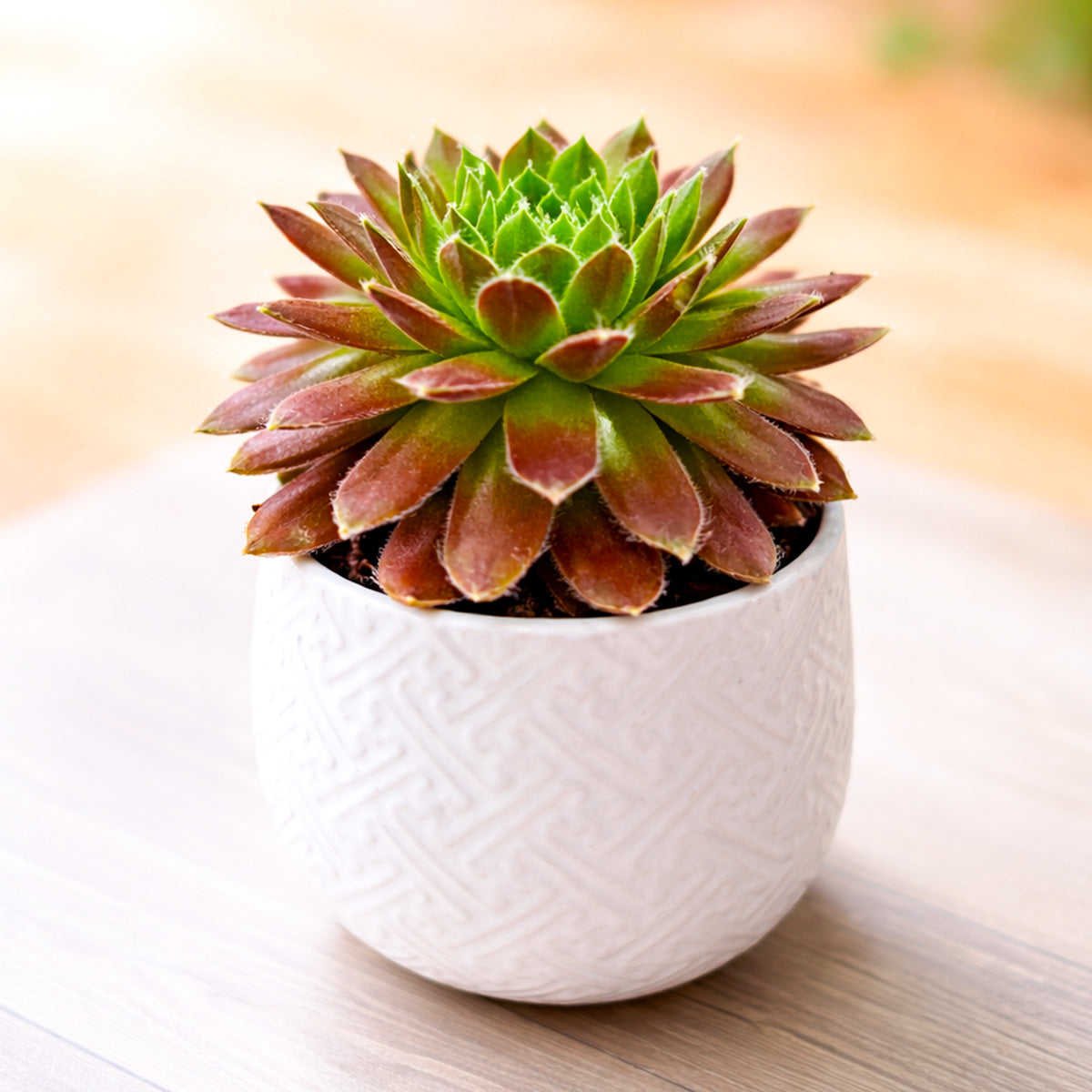 2 inch Sempervivum Averil, green succulents, indoor succulents, succulent care guide, buy succulents online