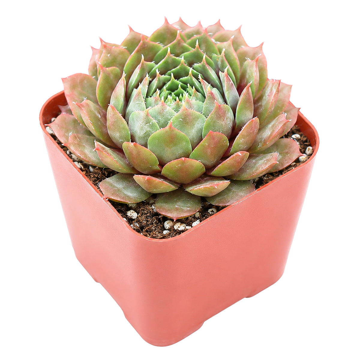 Buy 2" Sempervivum 'Bedivere' online. This charming succulent combines vibrant seasonal color with a naturally symmetrical growth habit, making it a favorite among collectors. It grows well with bright light, occasional watering, and a gritty succulent mix. An ideal addition to alpine gardens, patio planters, or curated succulent collections.
