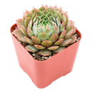 Buy 2" Sempervivum 'Bedivere' online. This eye-catching succulent is admired for its colorful foliage that deepens to striking burgundy and copper tones with increased sunlight. It prefers bright light, excellent drainage, and light watering after the soil has dried completely. An excellent choice for mixed succulent arrangements or as a standout specimen in any collection.