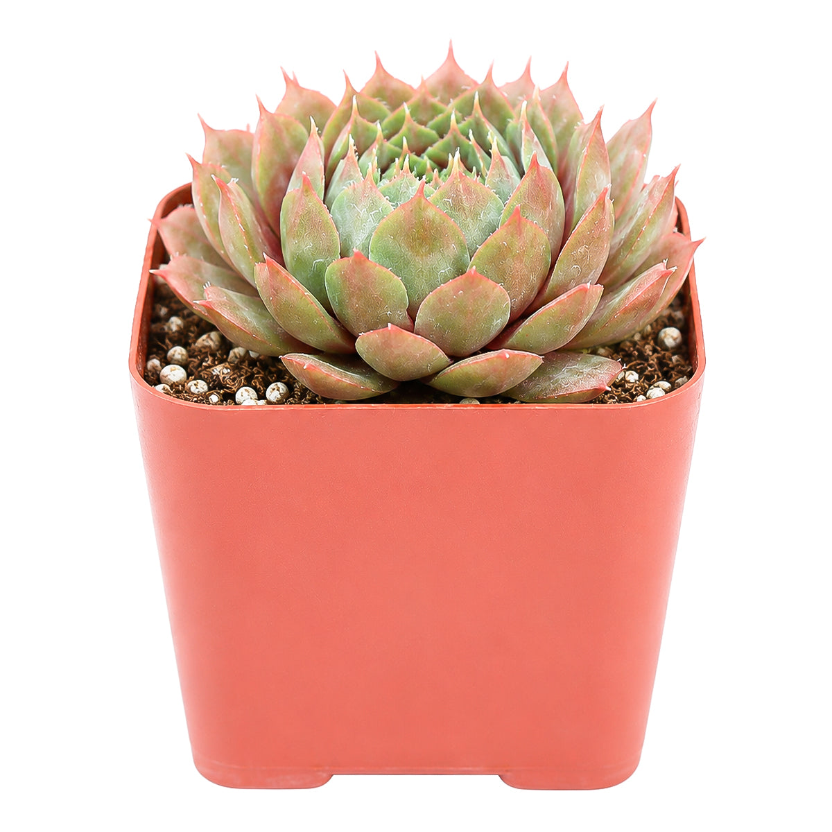 2" Sempervivum 'Bedivere' for sale. Featuring dense rosettes with bold red-tipped leaves, this attractive succulent adds lasting beauty and architectural interest to any indoor or outdoor display. It requires very little maintenance and thrives in well-draining soil with plenty of sunlight. A wonderful option for beginners and experienced succulent enthusiasts alike.