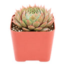 Buy 2" Sempervivum 'Bedivere' online. This eye-catching succulent is admired for its colorful foliage that deepens to striking burgundy and copper tones with increased sunlight. It prefers bright light, excellent drainage, and light watering after the soil has dried completely. An excellent choice for mixed succulent arrangements or as a standout specimen in any collection.
