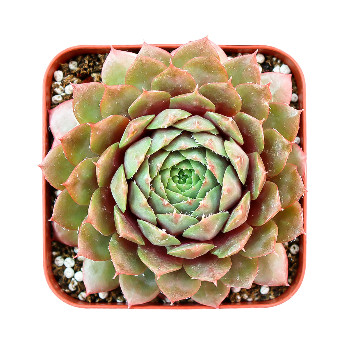 Buy 2" Sempervivum 'Bedivere' online. This eye-catching succulent is admired for its colorful foliage that deepens to striking burgundy and copper tones with increased sunlight. It prefers bright light, excellent drainage, and light watering after the soil has dried completely. An excellent choice for mixed succulent arrangements or as a standout specimen in any collection.