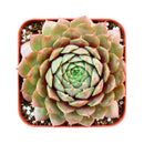 Buy 2" Sempervivum 'Bedivere' online. This eye-catching succulent is admired for its colorful foliage that deepens to striking burgundy and copper tones with increased sunlight. It prefers bright light, excellent drainage, and light watering after the soil has dried completely. An excellent choice for mixed succulent arrangements or as a standout specimen in any collection.