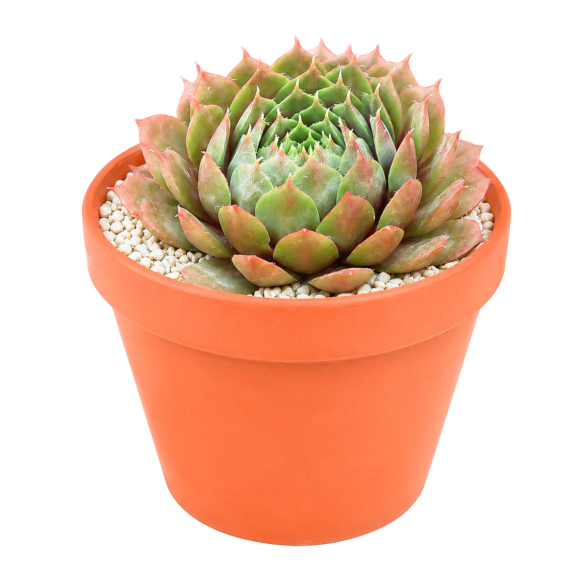 2" Sempervivum 'Bedivere' for sale. Known for its rich seasonal colors and perfectly symmetrical rosettes, this hardy succulent brings year-round texture and charm to any plant display. It grows best in bright conditions with a fast-draining succulent mix and minimal watering. Perfect for windowsills, outdoor planters, or thoughtful gifts for plant lovers.