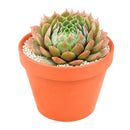 Buy 2" Sempervivum 'Bedivere' online. This eye-catching succulent is admired for its colorful foliage that deepens to striking burgundy and copper tones with increased sunlight. It prefers bright light, excellent drainage, and light watering after the soil has dried completely. An excellent choice for mixed succulent arrangements or as a standout specimen in any collection.