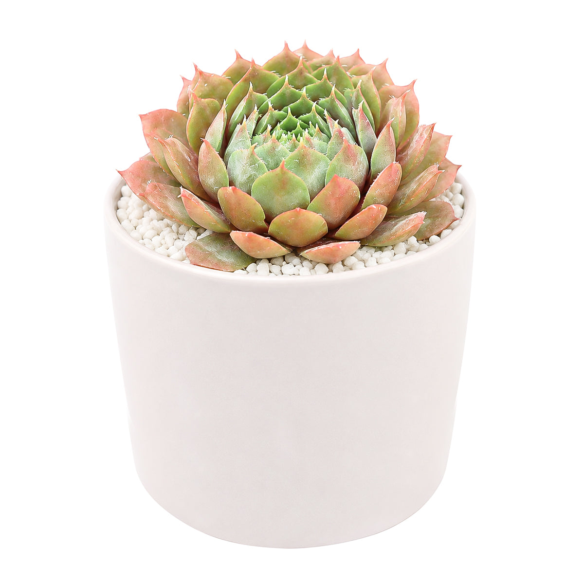 Buy 2" Sempervivum 'Bedivere' online. This stunning succulent forms compact rosettes of pointed leaves that develop vibrant shades of green, bronze, and deep red throughout the seasons. It thrives in bright light with well-draining soil and occasional watering. A beautiful addition to rock gardens, succulent collections, or decorative containers.