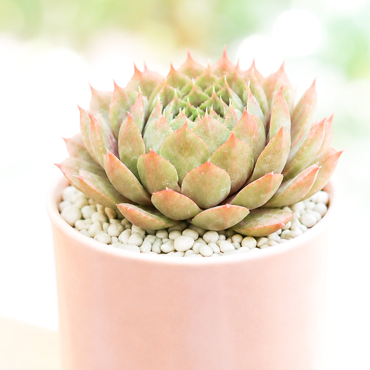 2" Sempervivum 'Bedivere' for sale. This colorful succulent showcases beautifully layered rosettes that become richer in color as the seasons change. It enjoys bright conditions, excellent drainage, and infrequent watering throughout the growing season. A perfect choice for creating eye-catching succulent displays or expanding any hardy plant collection.