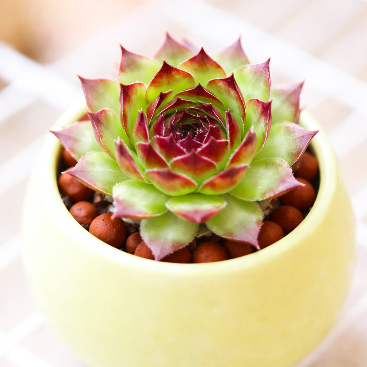 2 inch Sempervivum 'Black', red succulents, indoor succulents, succulent care guide, buy succulents online