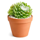 2 inch Sempervivum 'Boule de Neige', green succulents, indoor succulents, succulent care guide, buy succulents online