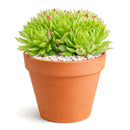 2 inch sempervivum chrysanthemum live succulent plant for sale, sempervivum chrysanthemum layered flower-like rosette succulent,  plant lover gift rare sempervivum variety