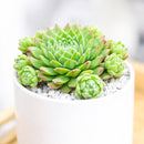 2 inch Sempervivum 'Dolle Dina's, green succulents, indoor succulents, succulent care guide, buy succulents online