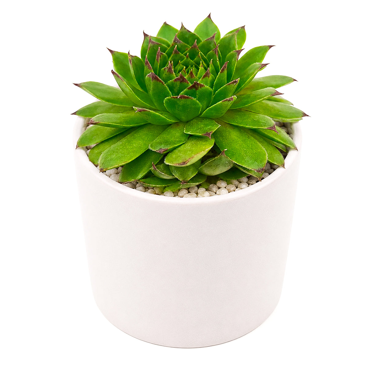 2 inch sempervivum 'flammenschwert' live succulent for sale, in natural bamboo pot, offsets visibly clustering around mother rosette, deep jewel-toned burgundy coloration, extremely low water needs and drought tolerant, architectural statement piece for indoor or outdoor spaces, a rare and treasured gift for any succulent lover