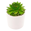 2 inch sempervivum 'flammenschwert' live succulent for sale, in natural bamboo pot, offsets visibly clustering around mother rosette, deep jewel-toned burgundy coloration, extremely low water needs and drought tolerant, architectural statement piece for indoor or outdoor spaces, a rare and treasured gift for any succulent lover