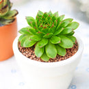 2 inch Sempervivum 'Flammenschwert', Buy succulents online, Succulent plants for sale, Succulent gifts, Growing succulents indoors, Small indoor plants
