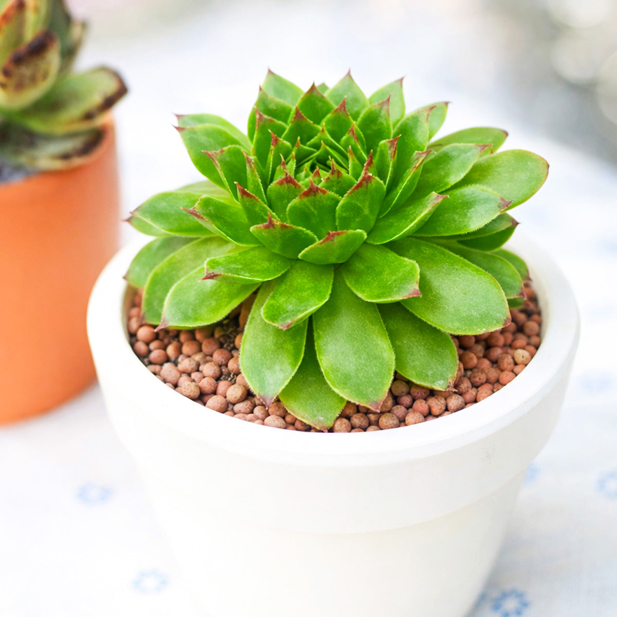 2 inch Sempervivum 'Flammenschwert', Buy succulents online, Succulent plants for sale, Succulent gifts, Growing succulents indoors, Small indoor plants
