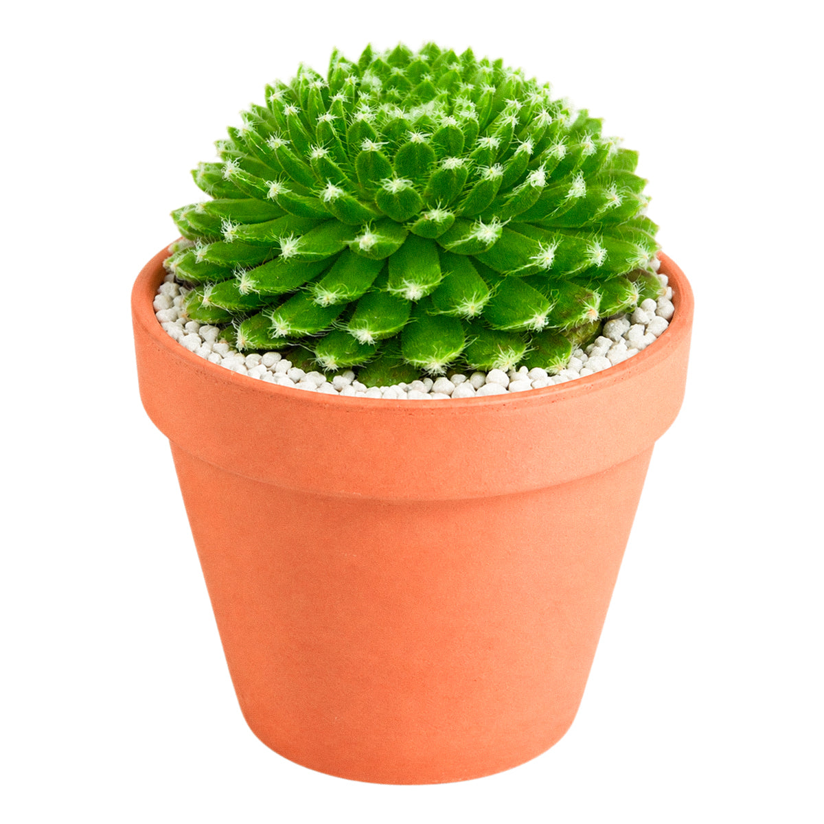 2 inch sempervivum 'fuzzy wuzzy' live succulent for sale in plastic pot, close-up of fuzzy cilia leaf fringe with green pink color blend, compact hens and chicks offset clustering habit, drought and frost tolerant outdoor succulent, pet safe and easy care, lovely addition to fairy garden or xeriscape, ideal unique gift for any plant lover