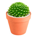 2 inch sempervivum 'fuzzy wuzzy' live succulent for sale in plastic pot, close-up of fuzzy cilia leaf fringe with green pink color blend, compact hens and chicks offset clustering habit, drought and frost tolerant outdoor succulent, pet safe and easy care, lovely addition to fairy garden or xeriscape, ideal unique gift for any plant lover