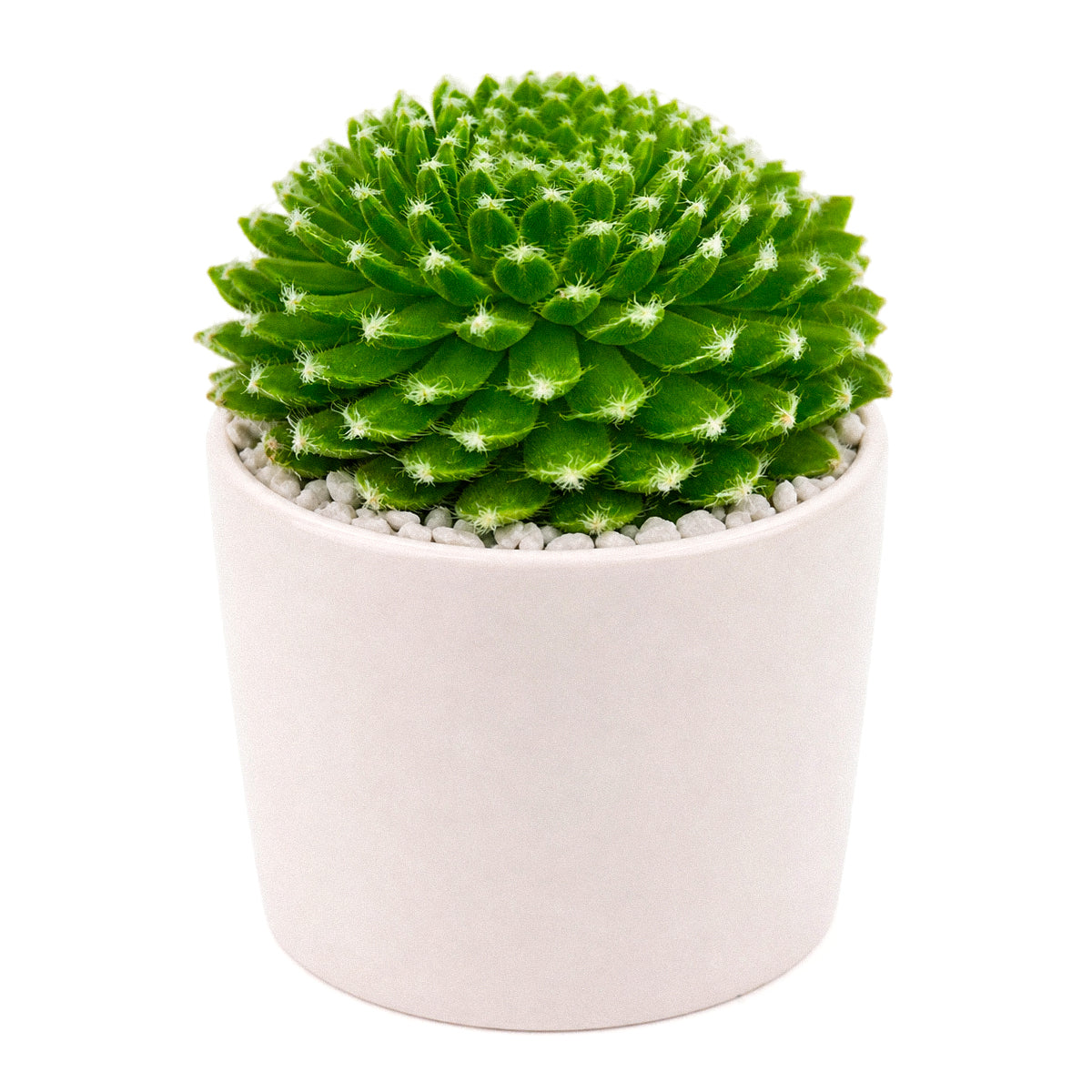 2 inch sempervivum 'fuzzy wuzzy' live succulent for sale in plastic pot, close-up of fuzzy cilia leaf fringe with green pink color blend, compact hens and chicks offset clustering habit, drought and frost tolerant outdoor succulent, pet safe and easy care, lovely addition to fairy garden or xeriscape, ideal unique gift for any plant lover