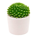 2 inch sempervivum 'fuzzy wuzzy' live succulent for sale in plastic pot, close-up of fuzzy cilia leaf fringe with green pink color blend, compact hens and chicks offset clustering habit, drought and frost tolerant outdoor succulent, pet safe and easy care, lovely addition to fairy garden or xeriscape, ideal unique gift for any plant lover