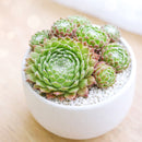 2 inch Sempervivum 'Fuzzy Wuzzy', red succulents, indoor succulents, succulent care guide, buy succulents online