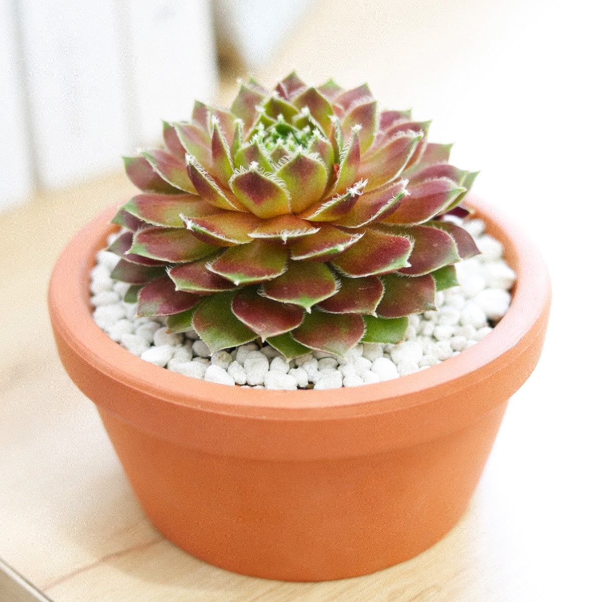 2 inch Sempervivum Gulle Dame, succulent plants, rare succulents, indoor succulents, succulent care guide, buy succulents online