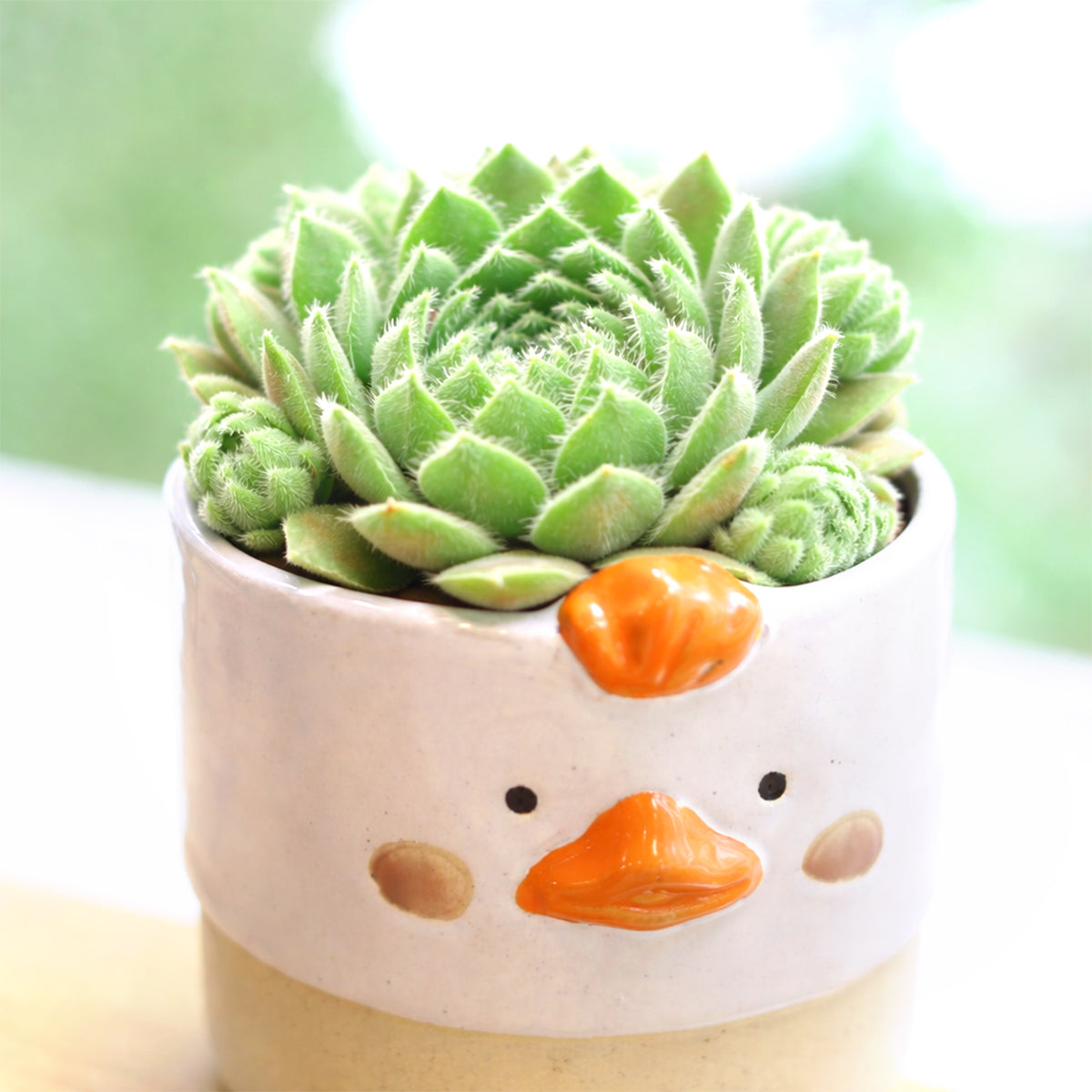 2 inch Sempervivum 'Highland Mist', Buy succulents online, Succulent plants for sale, Succulent gifts, Growing succulents indoors, Small indoor plants