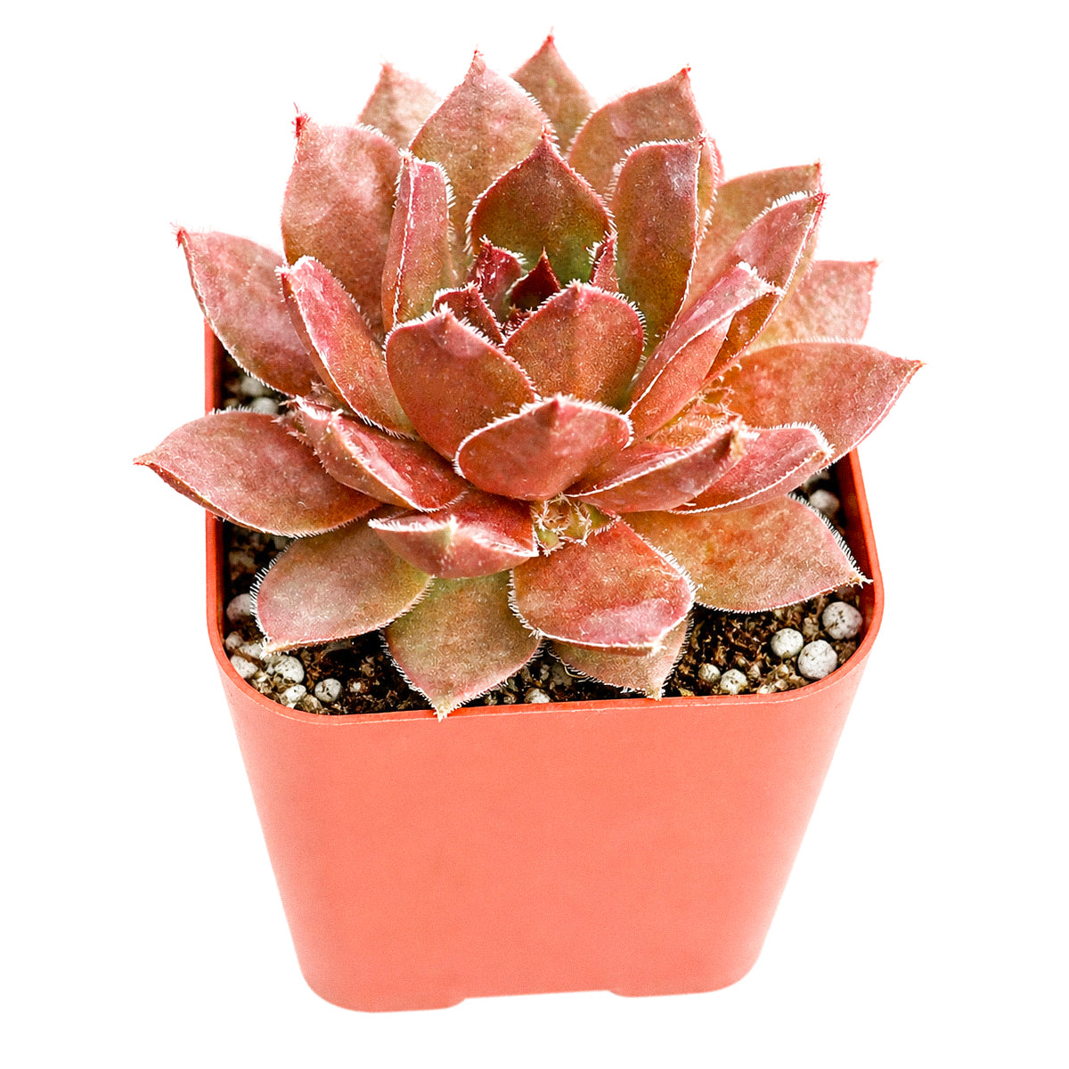 2 inch sempervivum 'hot cocoa' live succulent for sale, dense green rosette deepening to tawny bronze in full sun, thick succulent leaves with warm chocolatey tones, clumping offset-producing growth habit, pet-safe and cold hardy down to zone 4, elegant earthy decor for windowsills planters and outdoor arrangements, a thoughtful gift for gardeners and plant enthusiasts