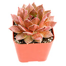 2 inch sempervivum 'hot cocoa' live succulent for sale, dense green rosette deepening to tawny bronze in full sun, thick succulent leaves with warm chocolatey tones, clumping offset-producing growth habit, pet-safe and cold hardy down to zone 4, elegant earthy decor for windowsills planters and outdoor arrangements, a thoughtful gift for gardeners and plant enthusiasts