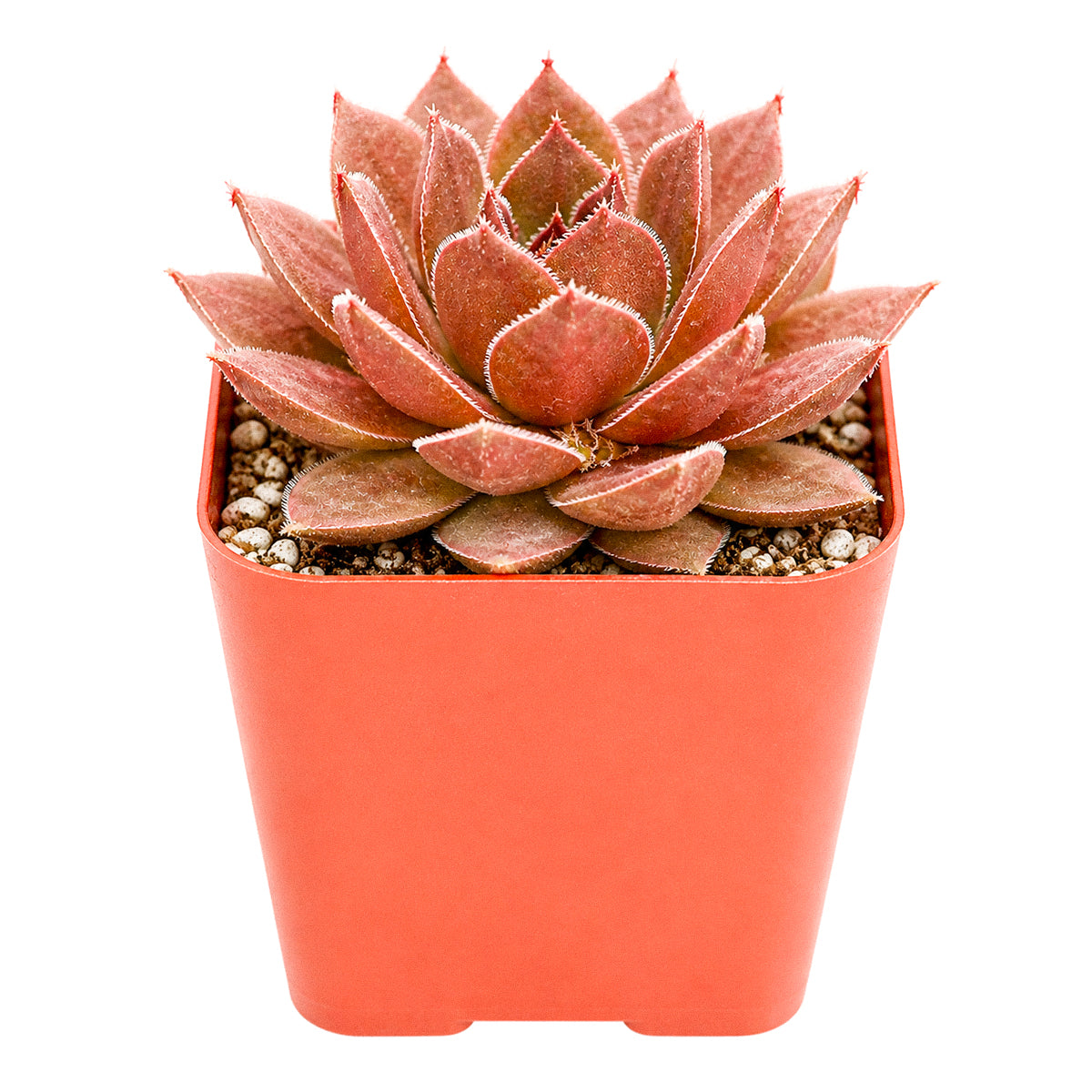2 inch sempervivum 'hot cocoa' live succulent for sale, dense green rosette deepening to tawny bronze in full sun, thick succulent leaves with warm chocolatey tones, clumping offset-producing growth habit, pet-safe and cold hardy down to zone 4, elegant earthy decor for windowsills planters and outdoor arrangements, a thoughtful gift for gardeners and plant enthusiasts
