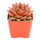 2 inch sempervivum 'hot cocoa' live succulent for sale, dense green rosette deepening to tawny bronze in full sun, thick succulent leaves with warm chocolatey tones, clumping offset-producing growth habit, pet-safe and cold hardy down to zone 4, elegant earthy decor for windowsills planters and outdoor arrangements, a thoughtful gift for gardeners and plant enthusiasts