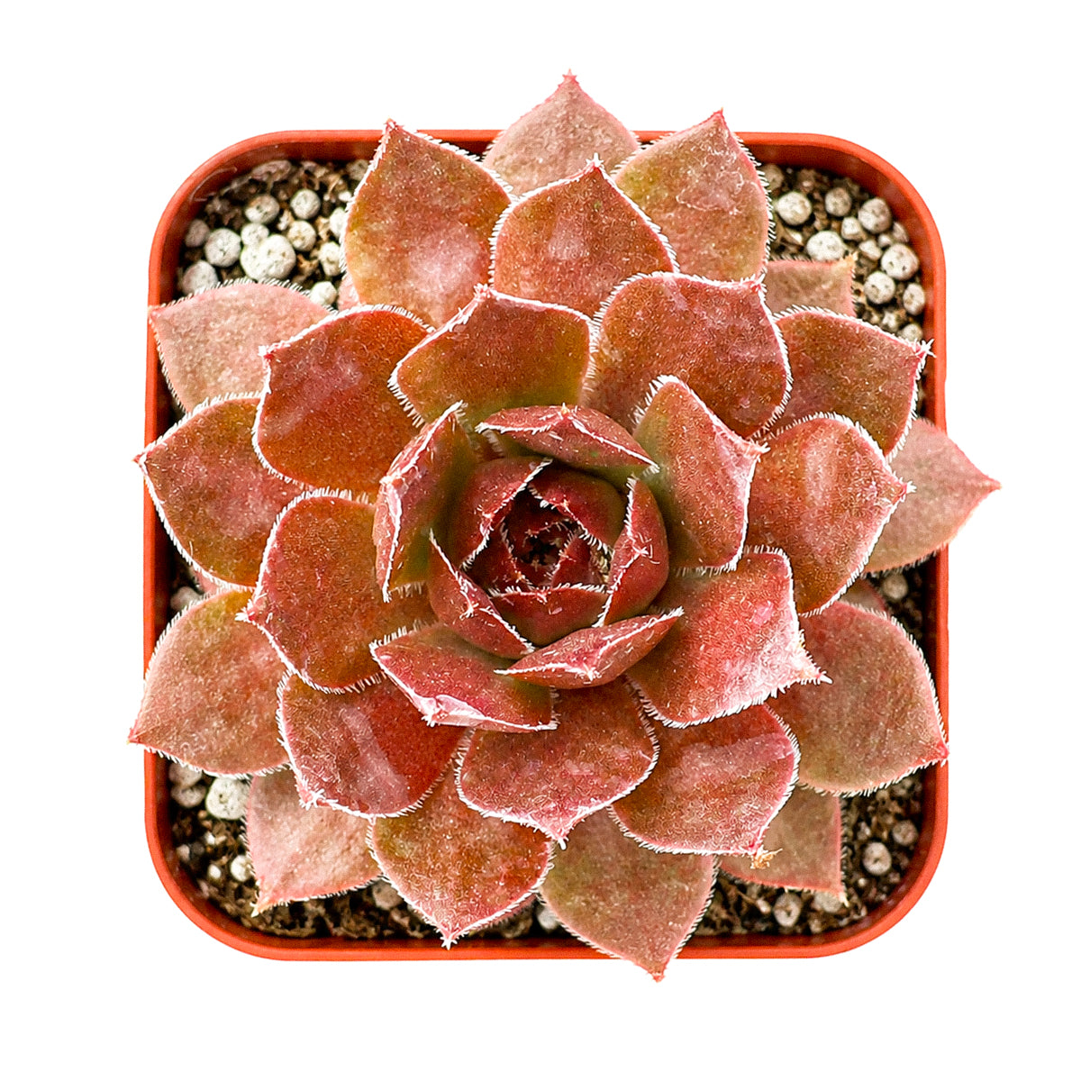 2 inch sempervivum 'hot cocoa' live succulent for sale, dense green rosette deepening to tawny bronze in full sun, thick succulent leaves with warm chocolatey tones, clumping offset-producing growth habit, pet-safe and cold hardy down to zone 4, elegant earthy decor for windowsills planters and outdoor arrangements, a thoughtful gift for gardeners and plant enthusiasts