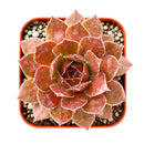 2 inch sempervivum 'hot cocoa' live succulent for sale, dense green rosette deepening to tawny bronze in full sun, thick succulent leaves with warm chocolatey tones, clumping offset-producing growth habit, pet-safe and cold hardy down to zone 4, elegant earthy decor for windowsills planters and outdoor arrangements, a thoughtful gift for gardeners and plant enthusiasts