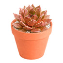 2 inch sempervivum 'hot cocoa' live succulent for sale, dense green rosette deepening to tawny bronze in full sun, thick succulent leaves with warm chocolatey tones, clumping offset-producing growth habit, pet-safe and cold hardy down to zone 4, elegant earthy decor for windowsills planters and outdoor arrangements, a thoughtful gift for gardeners and plant enthusiasts