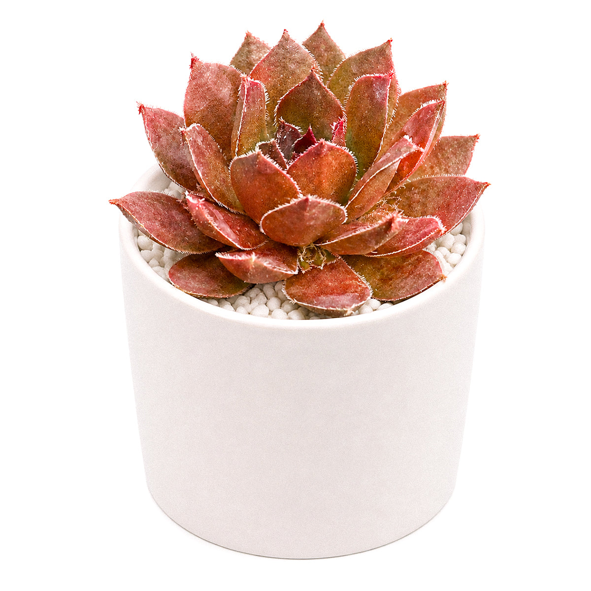 2 inch sempervivum 'hot cocoa' live succulent for sale, dense green rosette deepening to tawny bronze in full sun, thick succulent leaves with warm chocolatey tones, clumping offset-producing growth habit, pet-safe and cold hardy down to zone 4, elegant earthy decor for windowsills planters and outdoor arrangements, a thoughtful gift for gardeners and plant enthusiasts
