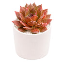 2 inch sempervivum 'hot cocoa' live succulent for sale, dense green rosette deepening to tawny bronze in full sun, thick succulent leaves with warm chocolatey tones, clumping offset-producing growth habit, pet-safe and cold hardy down to zone 4, elegant earthy decor for windowsills planters and outdoor arrangements, a thoughtful gift for gardeners and plant enthusiasts